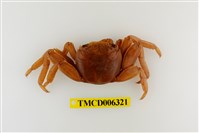 藏品(白紋方蟹)的圖片